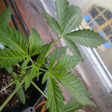 Special Queen #1 growlog timeline photo