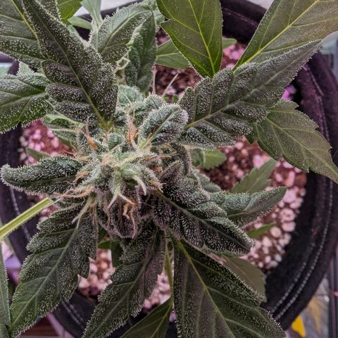 Auto Gorilla Blue growlog timeline photo