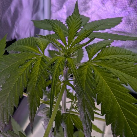Sherbet Queen Automatic growlog timeline photo