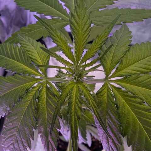 Sherbet Queen Automatic growlog timeline photo