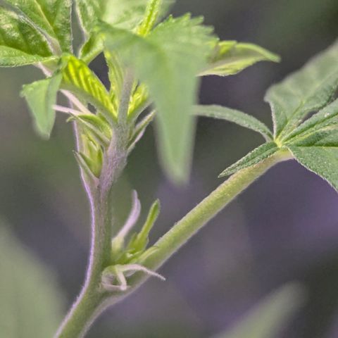 White Widow growlog timeline photo