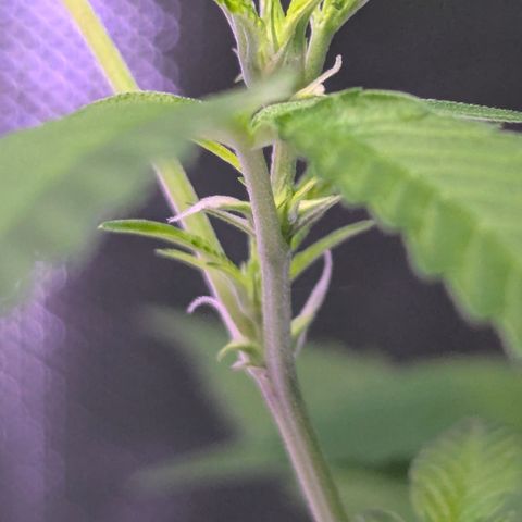 White Widow growlog timeline photo