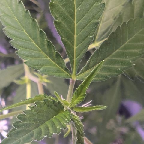 White Widow growlog timeline photo