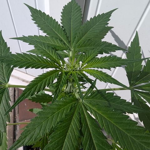 Sherbet Queen Automatic growlog timeline photo