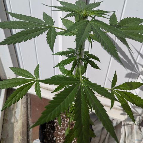 Sherbet Queen Automatic growlog timeline photo