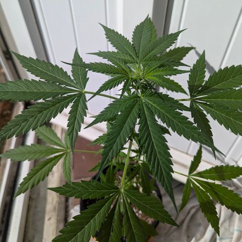 Sherbet Queen Automatic growlog timeline photo