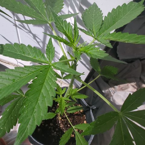 Special Queen #1 growlog timeline photo