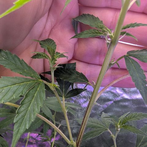 White Widow growlog timeline photo