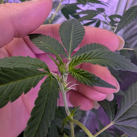 White Widow growlog timeline photo