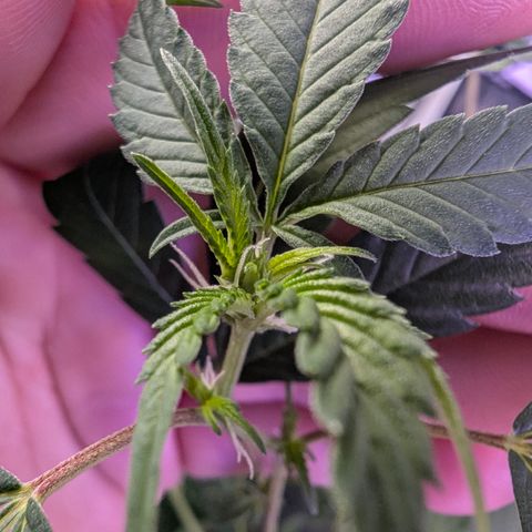 White Widow growlog timeline photo