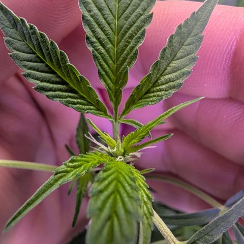 White Widow growlog timeline photo
