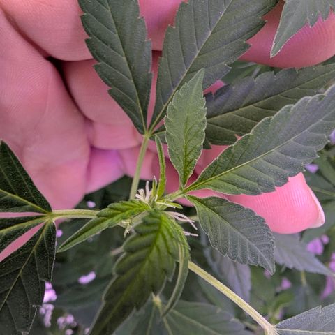 White Widow growlog timeline photo