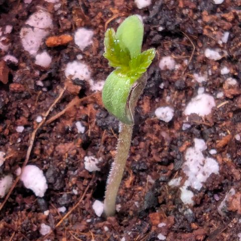 Quick One 2 growlog timeline photo