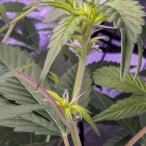 White Widow growlog timeline photo