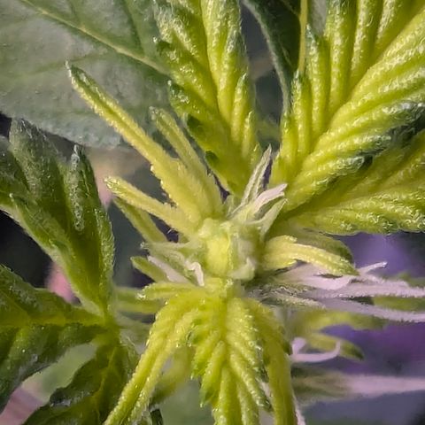 White Widow growlog timeline photo