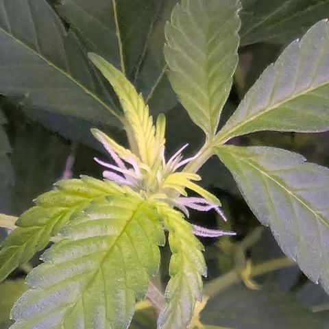 White Widow growlog timeline photo