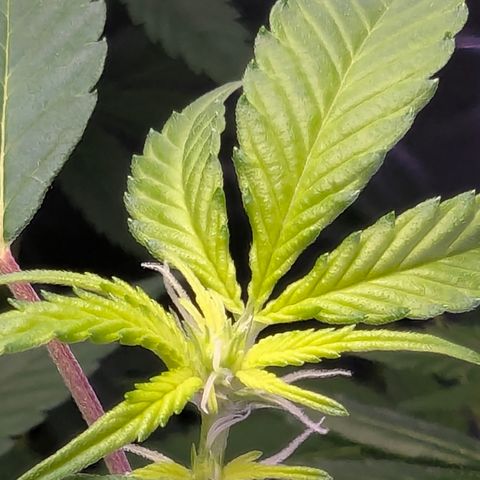 White Widow growlog timeline photo