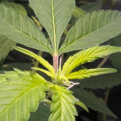 White Widow growlog timeline photo