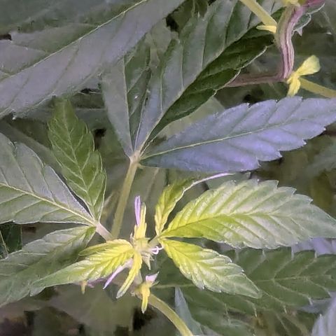White Widow growlog timeline photo