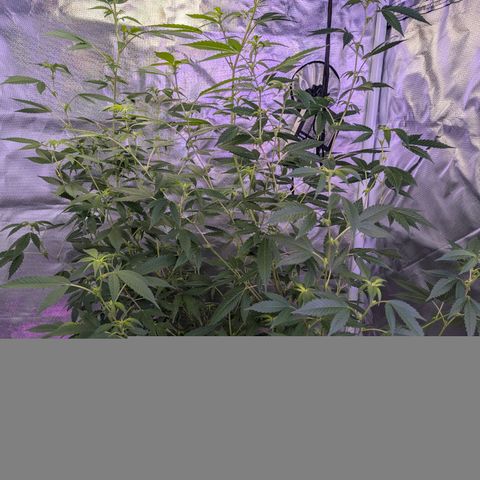 White Widow growlog timeline photo