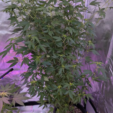White Widow growlog timeline photo