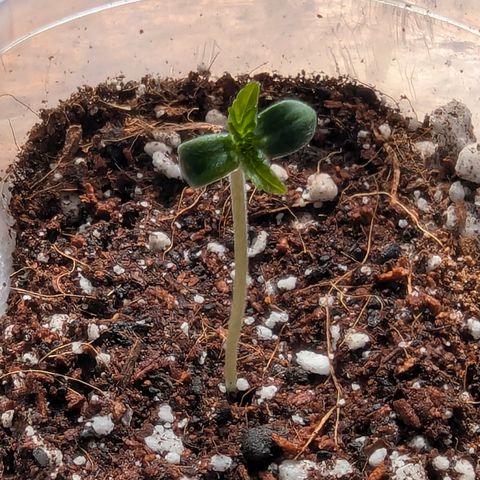 Quick One 2 growlog timeline photo