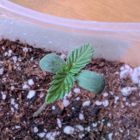 Quick One 2 growlog timeline photo
