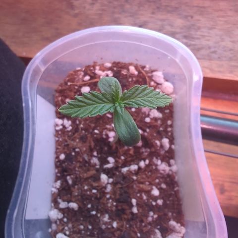 Quick One 2 growlog timeline photo
