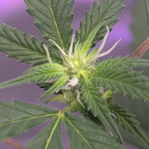 White Widow growlog timeline photo