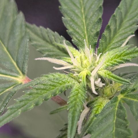 White Widow growlog timeline photo