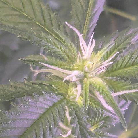 White Widow growlog timeline photo