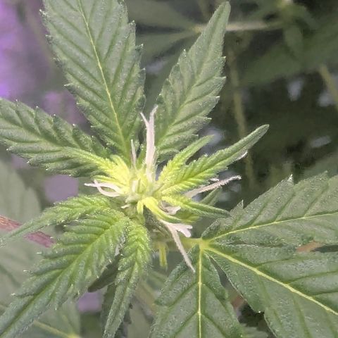 White Widow growlog timeline photo