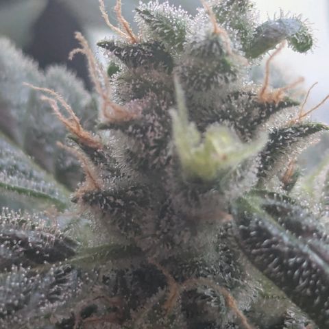 Auto Gorilla Blue growlog timeline photo