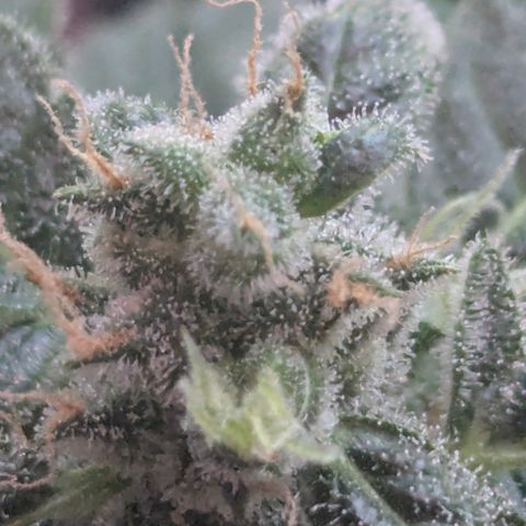 Auto Gorilla Blue growlog timeline photo