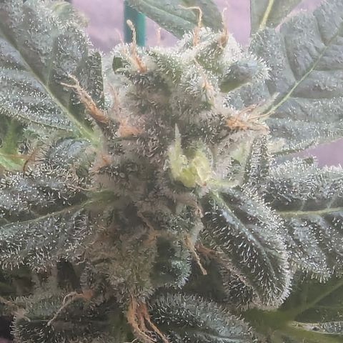 Auto Gorilla Blue growlog timeline photo