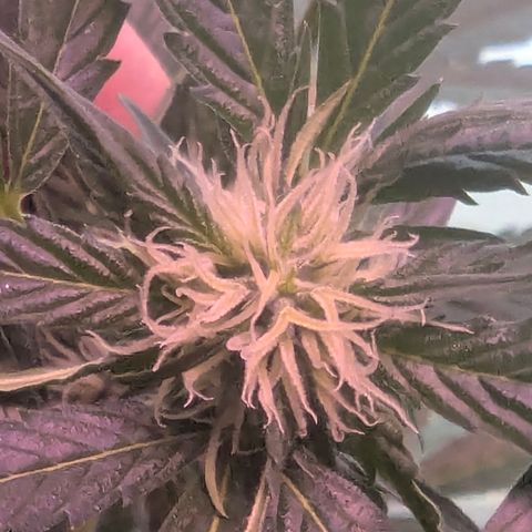 Quick One growlog timeline photo