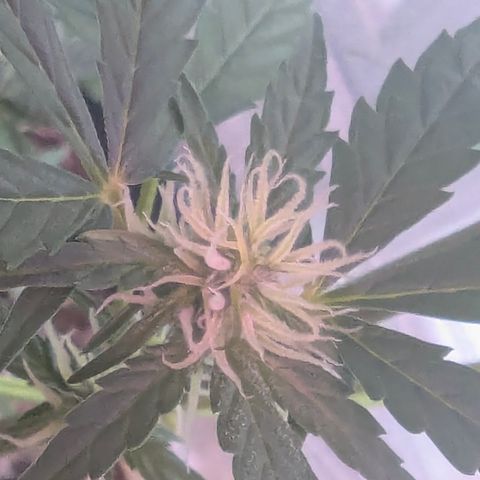 Quick One growlog timeline photo