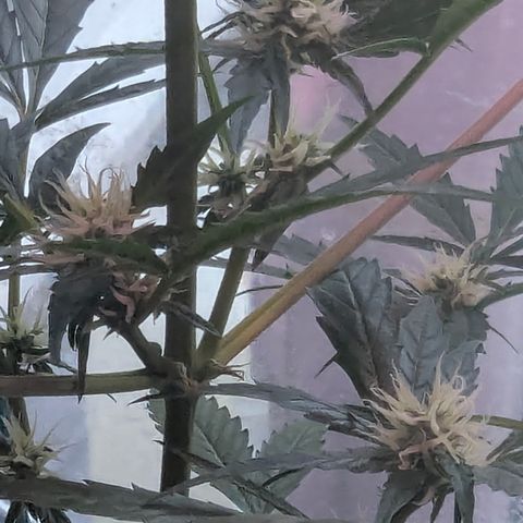 Quick One growlog timeline photo