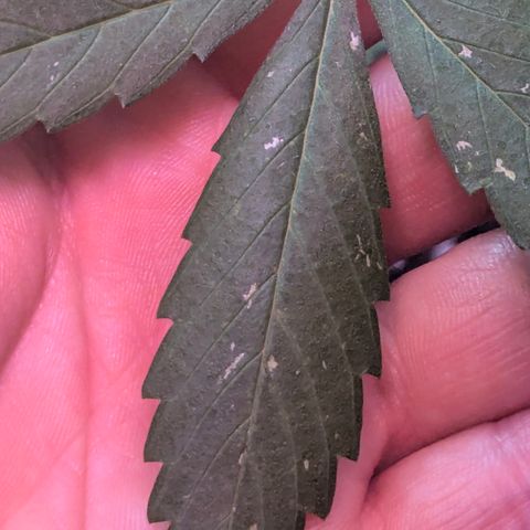 Special Queen #1 growlog timeline photo