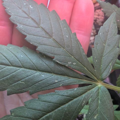 Special Queen #1 growlog timeline photo
