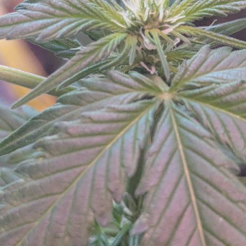 Special Queen #1 growlog timeline photo