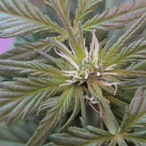 Special Queen #1 growlog timeline photo