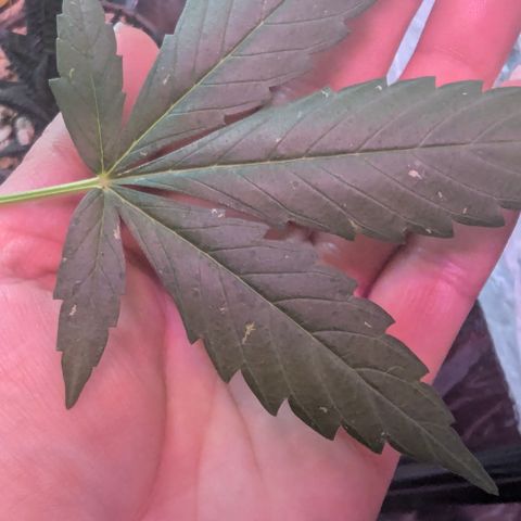 Special Queen #1 growlog timeline photo