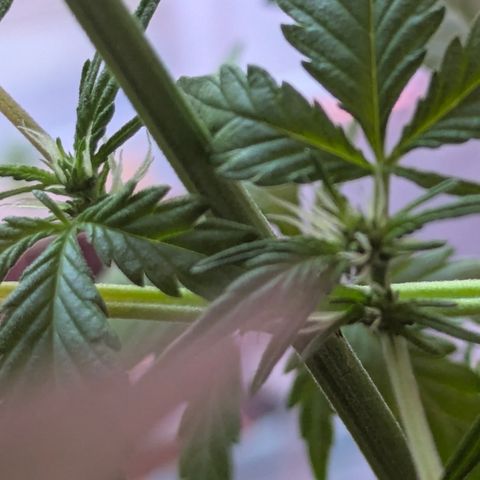 Special Queen #1 growlog timeline photo