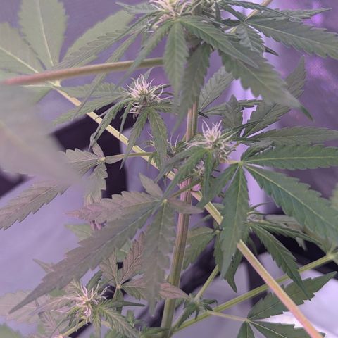 Sherbet Queen Automatic growlog timeline photo