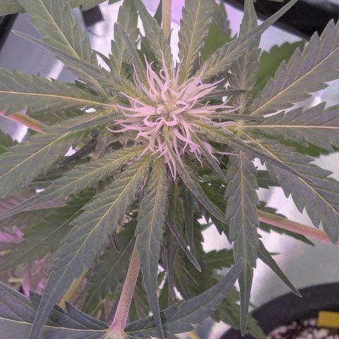 Sherbet Queen Automatic growlog timeline photo