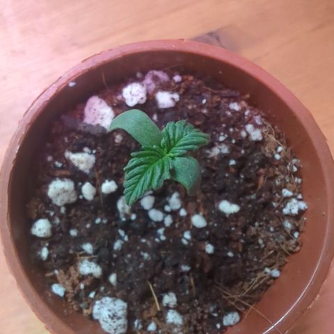 Diesel Automatic growlog timeline photo