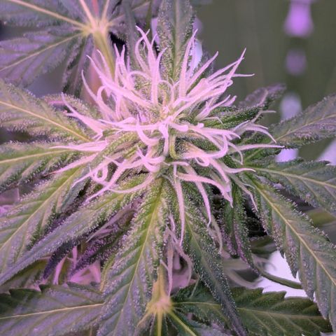 Sherbet Queen Automatic growlog timeline photo