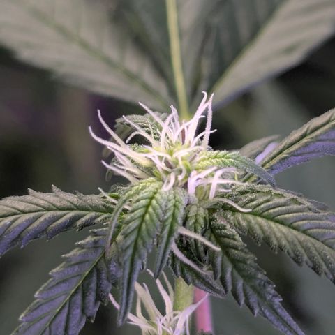 White Widow growlog timeline photo
