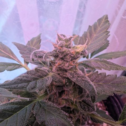 Auto Gorilla Blue growlog timeline photo